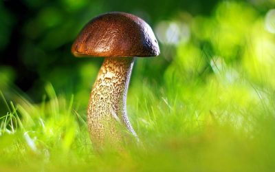 Flora, Fauna, Funga – Die fantastische Welt der Pilze