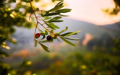 Olivenöl – Das flüssige Gold der Küche: Geschichte, Gesundheit und Genuss