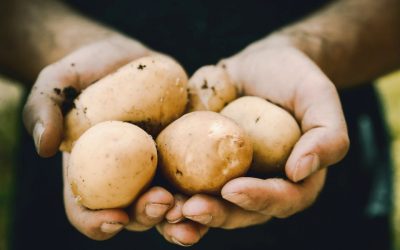 Von den Anden auf unsere Teller: Die beeindruckende Weltreise der Kartoffel