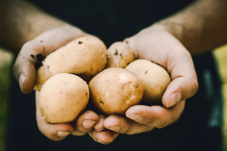 Im Laufe der Zeit wurde die Kartoffel zu einem festen Bestandteil der europäischen und weltweiten Küche.